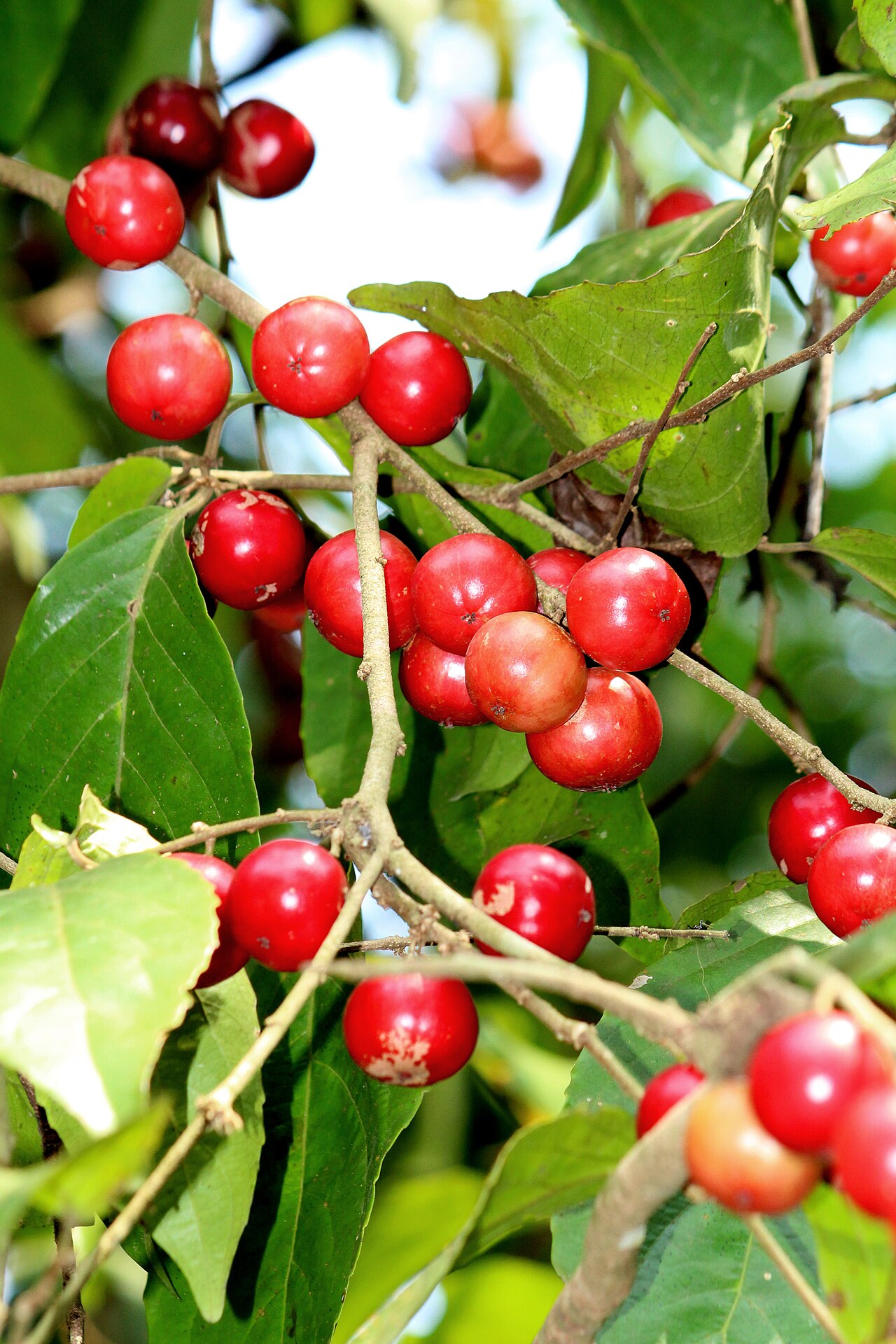 Batoko plum: Lovi-lovi (Flacourtia inermis). ലൂവിക്ക, ലോലോലിക്ക.