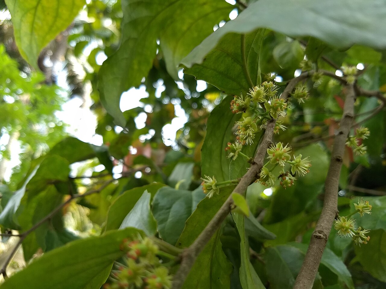Batoko plum: Lovi-lovi ( Flacourtia inermis ) in India