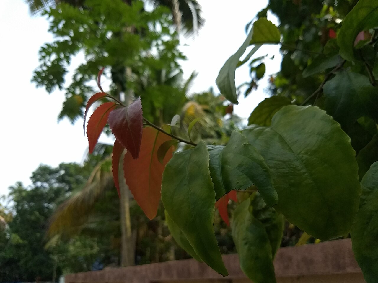 Batoko plum: Lovi-lovi ( Flacourtia inermis ) in India