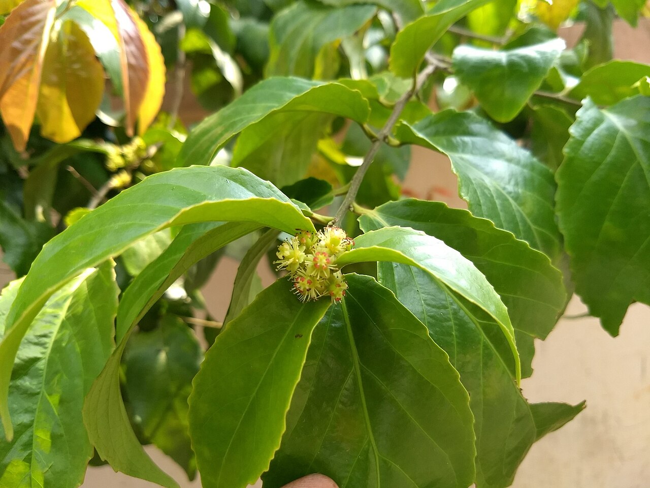 Batoko plum: Lovi-lovi ( Flacourtia inermis ) in India
