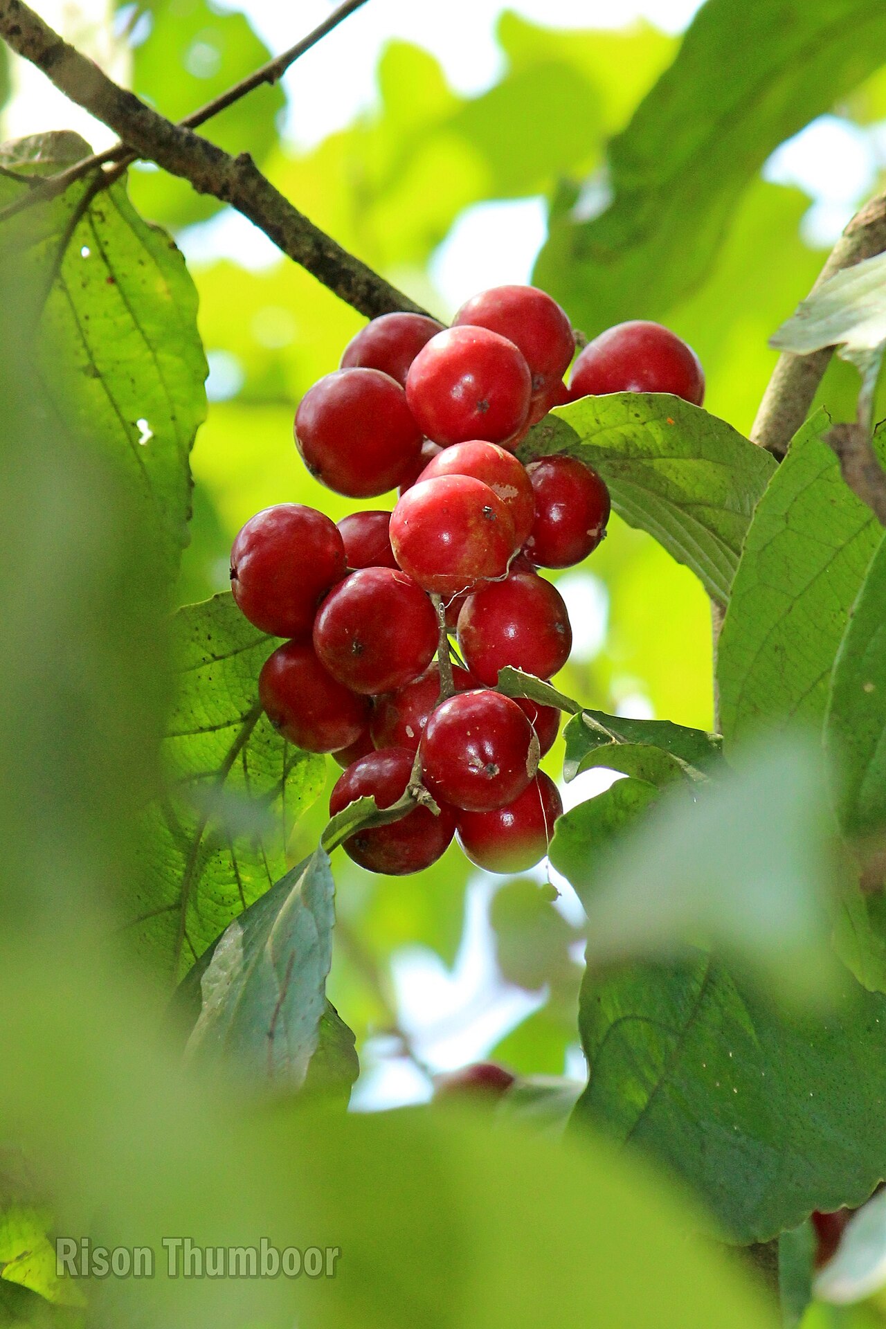 Batoko plum: Lovi-lovi (Flacourtia inermis). ലൂവിക്ക, ലോലോലിക്ക.
