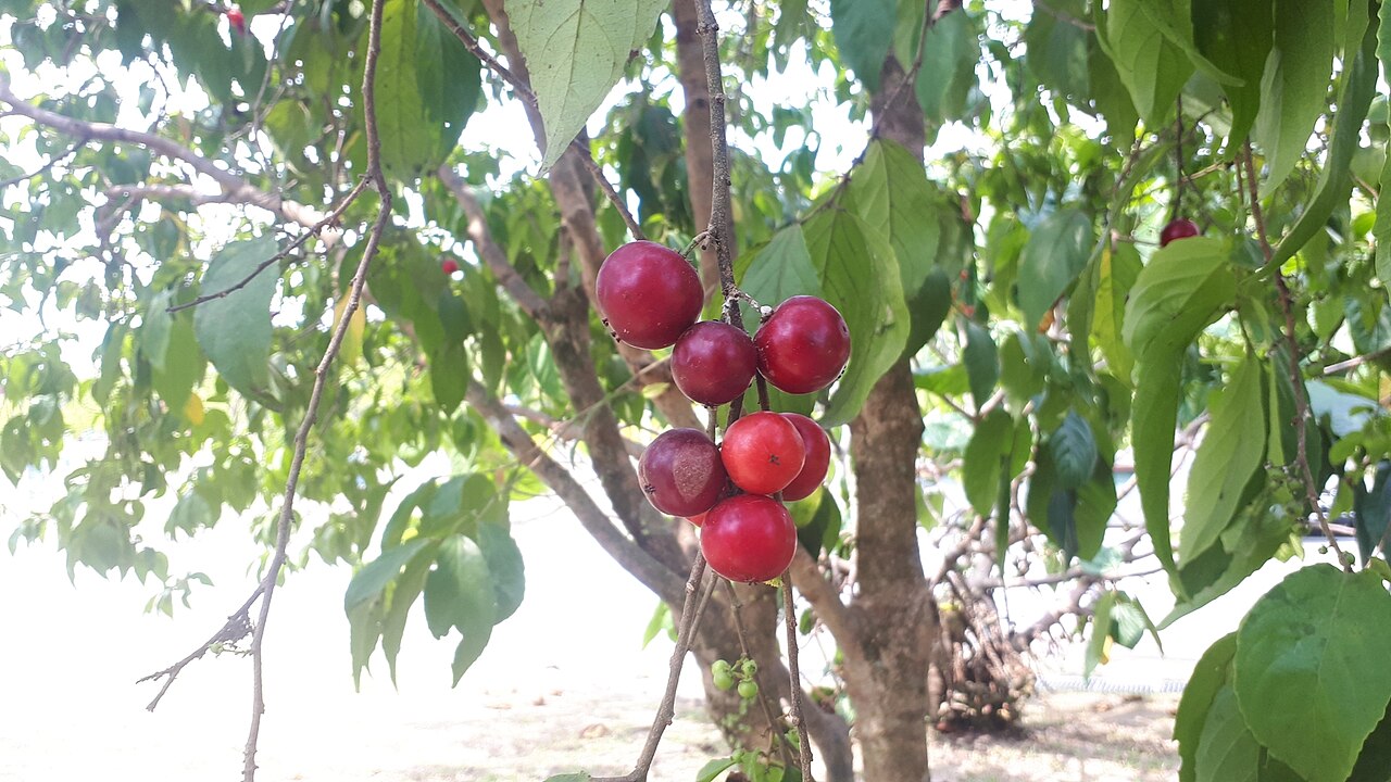Batoko plum: Lovi-lovi ( Flacourtia inermis ) in Malaysia