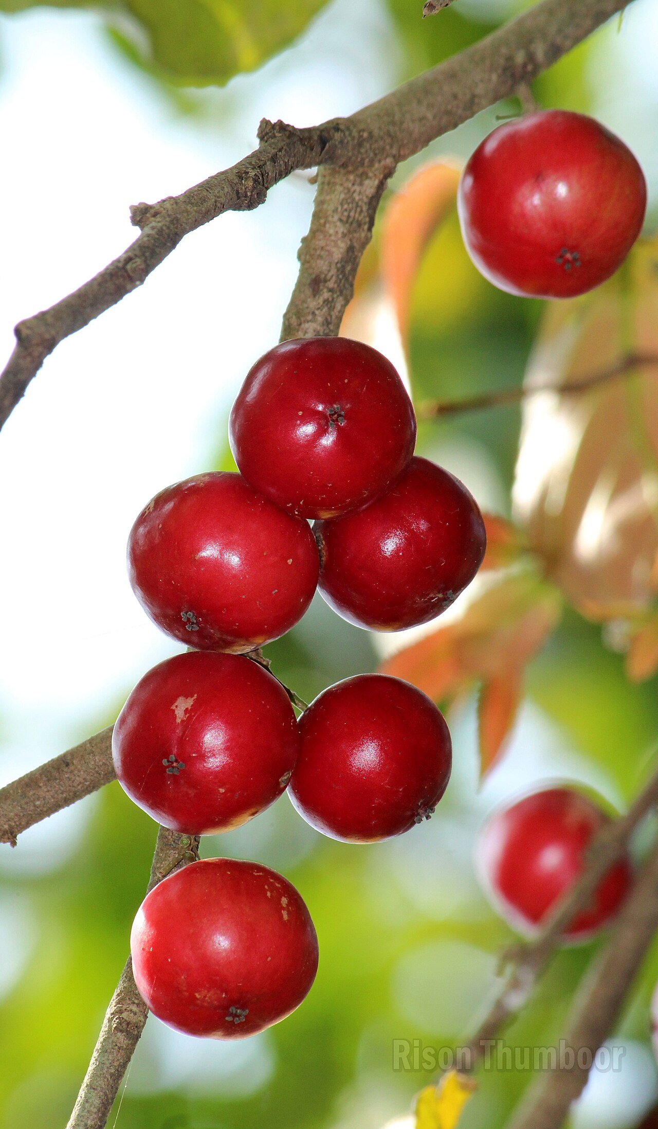 Batoko plum: Lovi-lovi (Flacourtia inermis). ലൂവിക്ക, ലോലോലിക്ക.