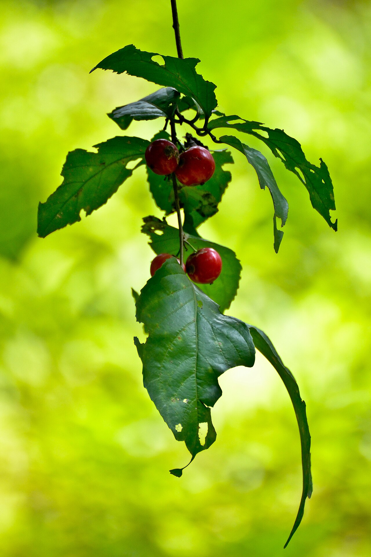 Batoko plum: Fruits of Flacourtia inermis, also called Lovi-lovi or Batoko Plum