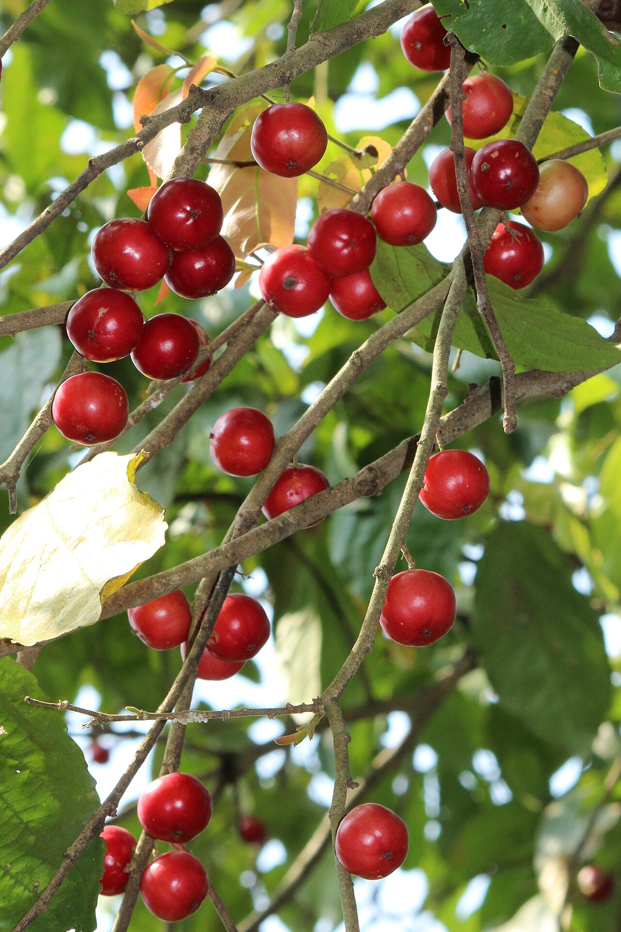 Batoko plum: Lovi-lovi (Flacourtia inermis). ലൂവിക്ക, ലോലോലിക്ക.