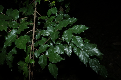 Indian plum (Flacourtia jangomas)