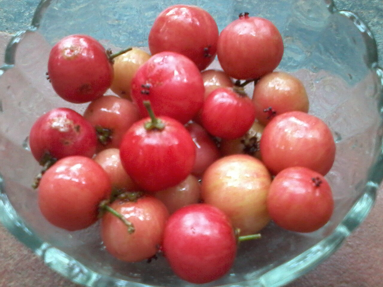 Indian plum: Flacourtia jangomas, Indian coffee plum , is a lowland and mountain rain forest tree in the Salicaceae or Willow Family. It is found in Asia especially in India