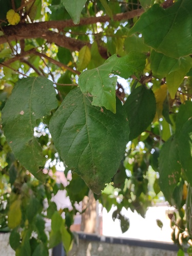 Indian plum (Flacourtia jangomas)
