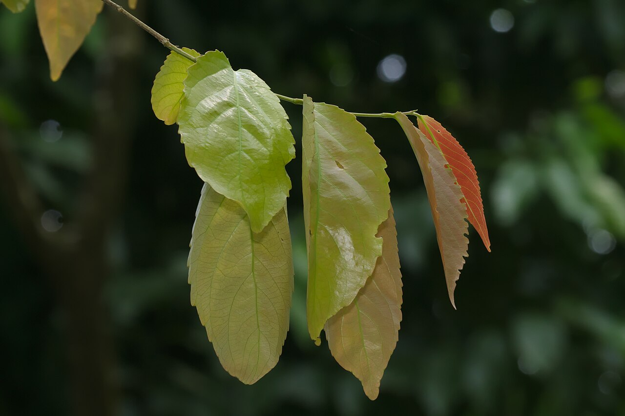 Indian plum: Young leaves of Flacourtia jangomas , the host plant of Cupha erymanthis .