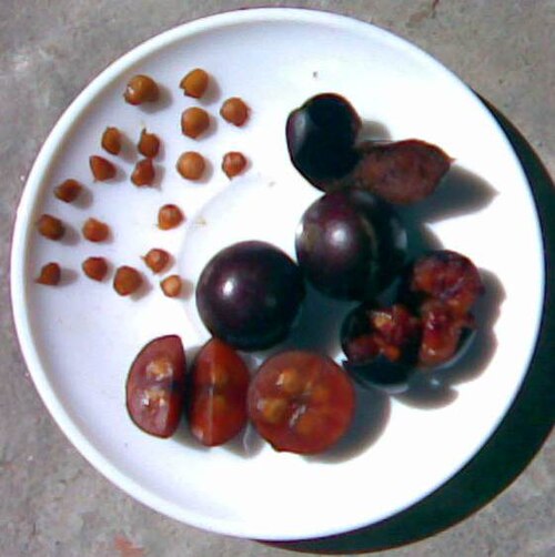 Indian plum: Flacourtia jangomas (coffee plum) seeds and fruits.