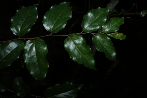 Indian plum (Flacourtia jangomas)