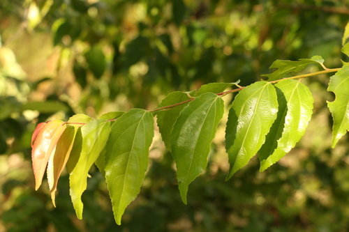 Indian plum (Flacourtia jangomas)