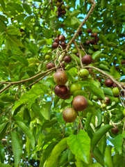Indian plum (Flacourtia jangomas)