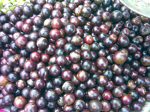 Indian plum: fruits of Flacourtia jangomas