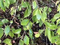 Indian plum (Flacourtia jangomas)