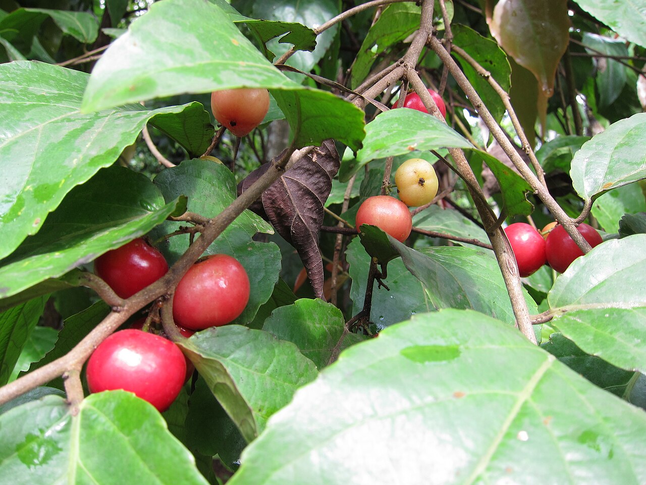 Indian plum: Lubika