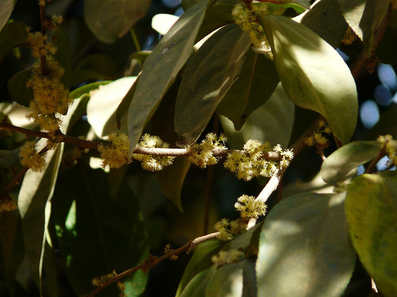 Flacourtia montana: Flacourtiaceae (coffee plum family) » Flacourtia montana flak-KOOR-tee-uh -- named for Etienne de Flacourt, director of the Fr. East India Company MON-tah-nuh o