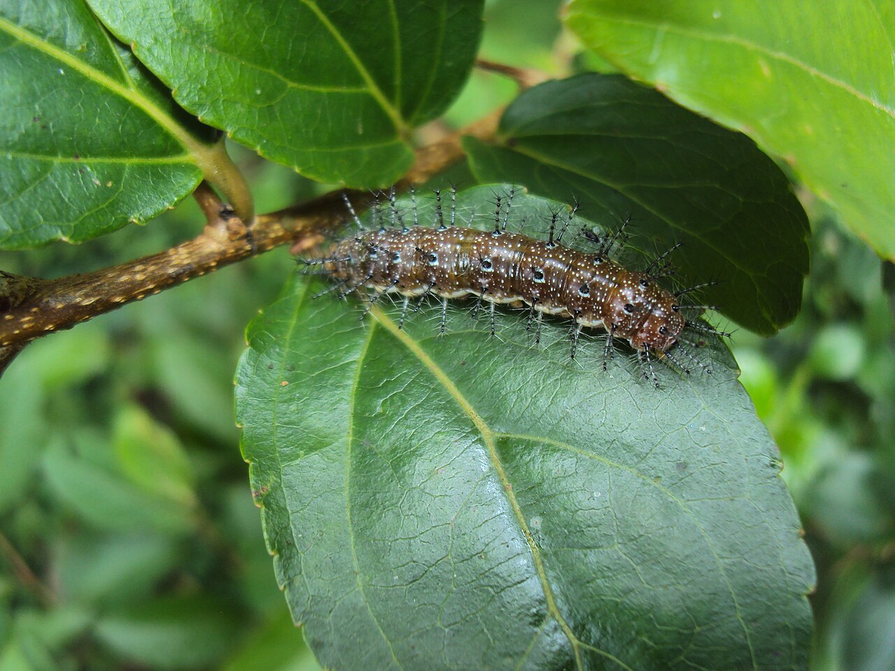 Flacourtia montana: Cupha erymanthis - Southern Rustic Butterfly caterpillar on Flacourtia montana
