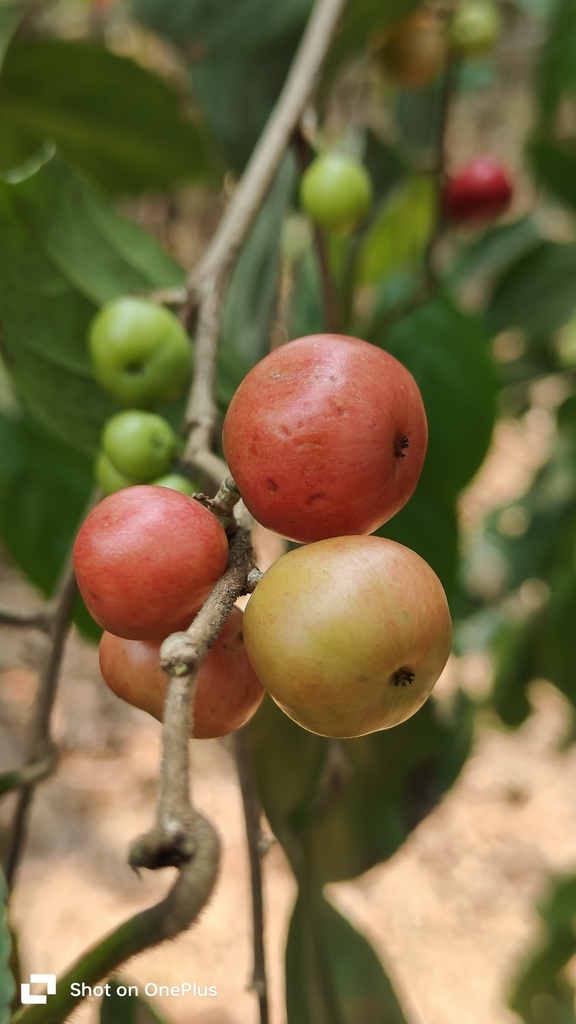 Flacourtia montana (Flacourtia montana)