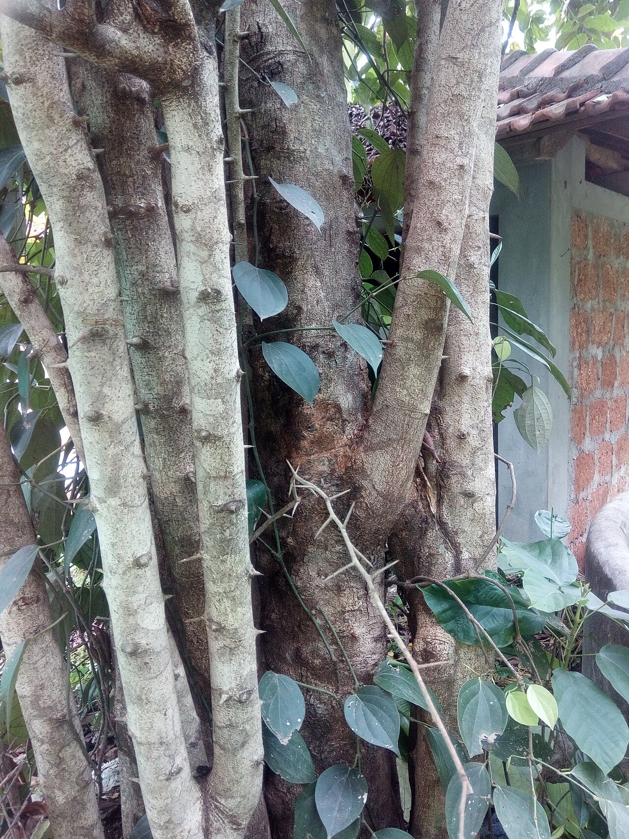 Flacourtia montana: Flacourtia montana Grahamis a medicinal plant. Photo is from vellakat mana, porur, malappuram dist. Kerala, India