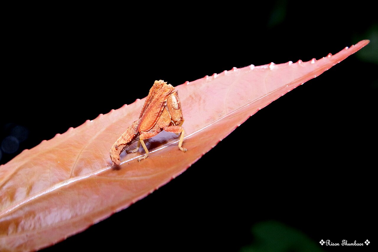 Flacourtia montana: Camouflage... A grasshopper nymph on a Flacourtia montana tree leaf.