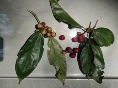 Flacourtia montana (Flacourtia montana)