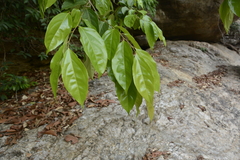Flacourtia montana (Flacourtia montana)