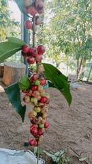 Flacourtia montana (Flacourtia montana)