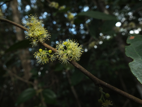Flacourtia montana (Flacourtia montana)