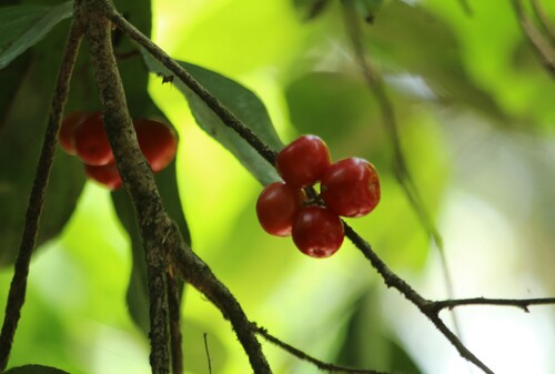 Flacourtia montana (Flacourtia montana)