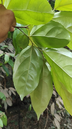 Flacourtia montana (Flacourtia montana)