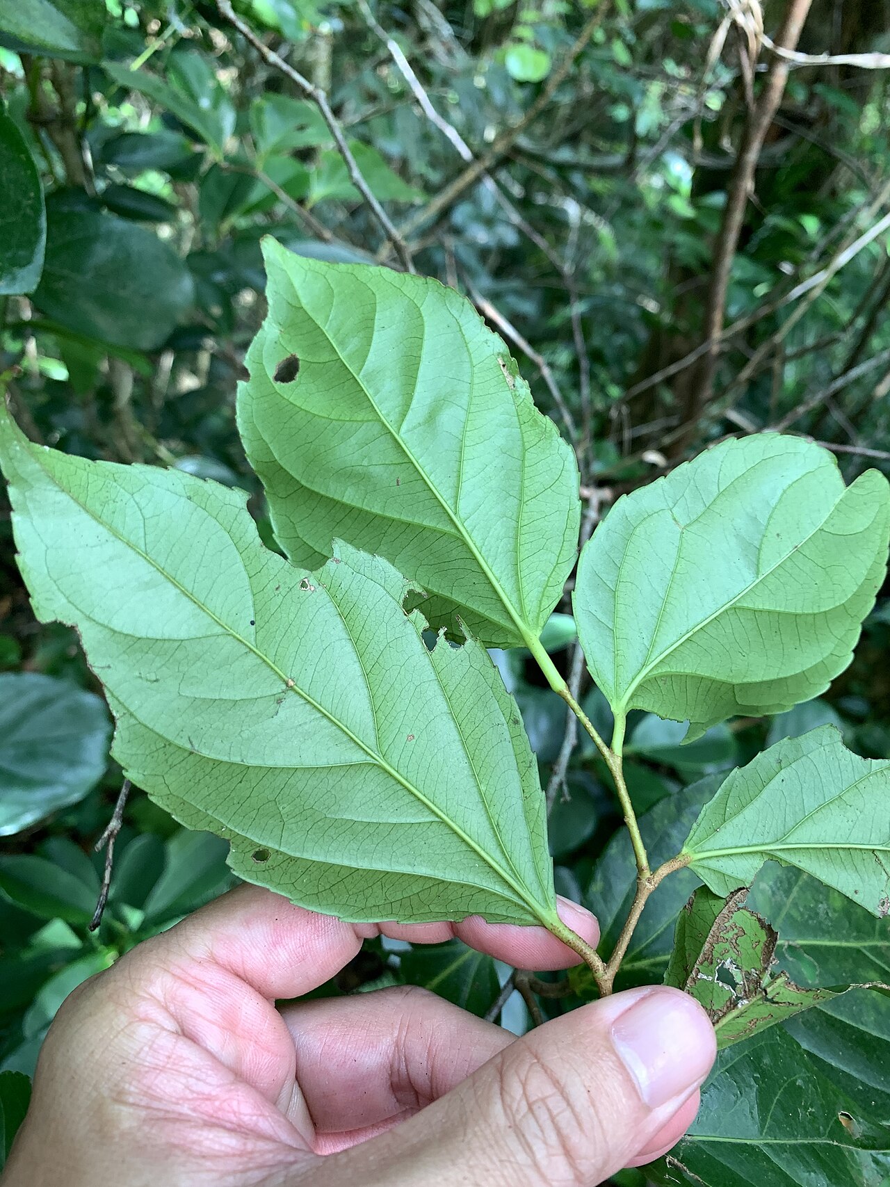 Rukam: Flacourtia rukam in Taiwan