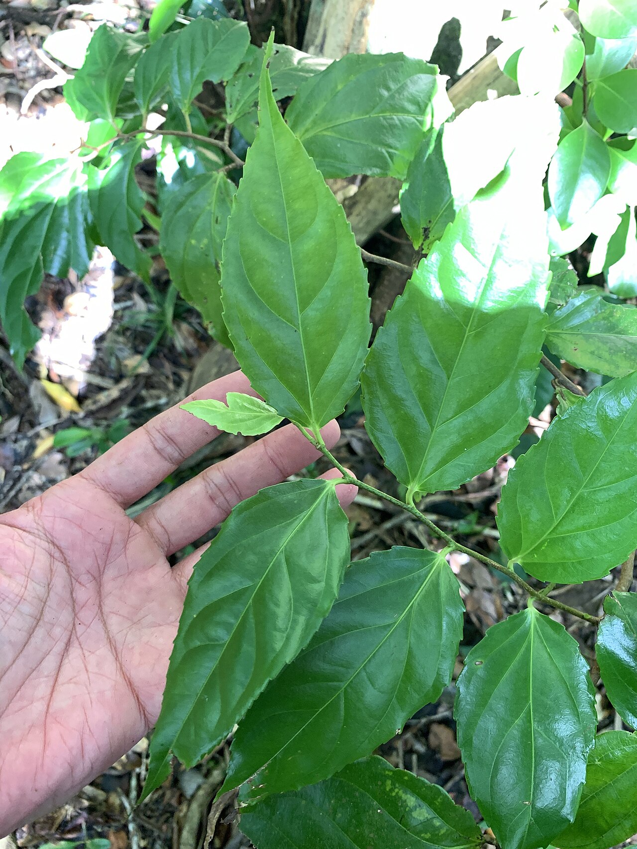 Rukam: Flacourtia rukam in Taiwan
