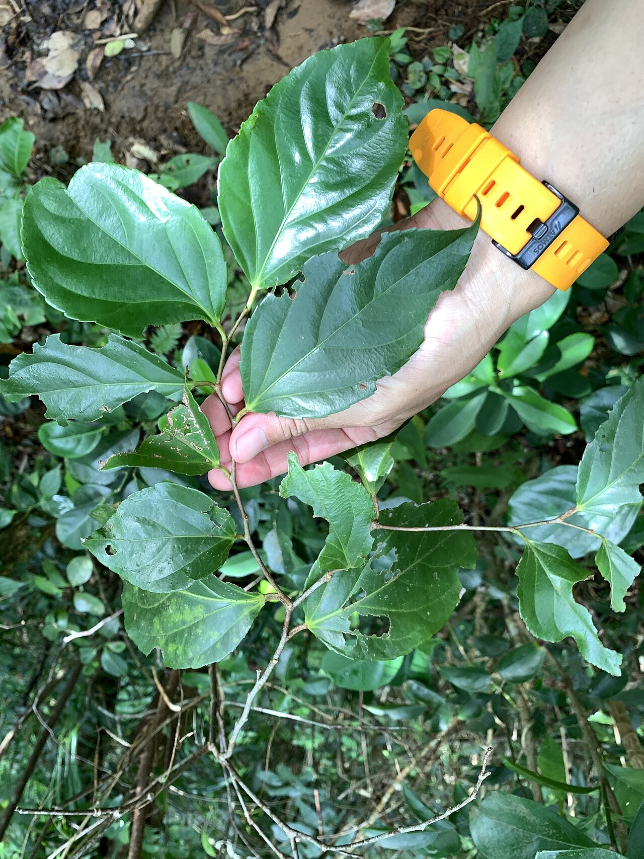 Rukam: Flacourtia rukam in Taiwan