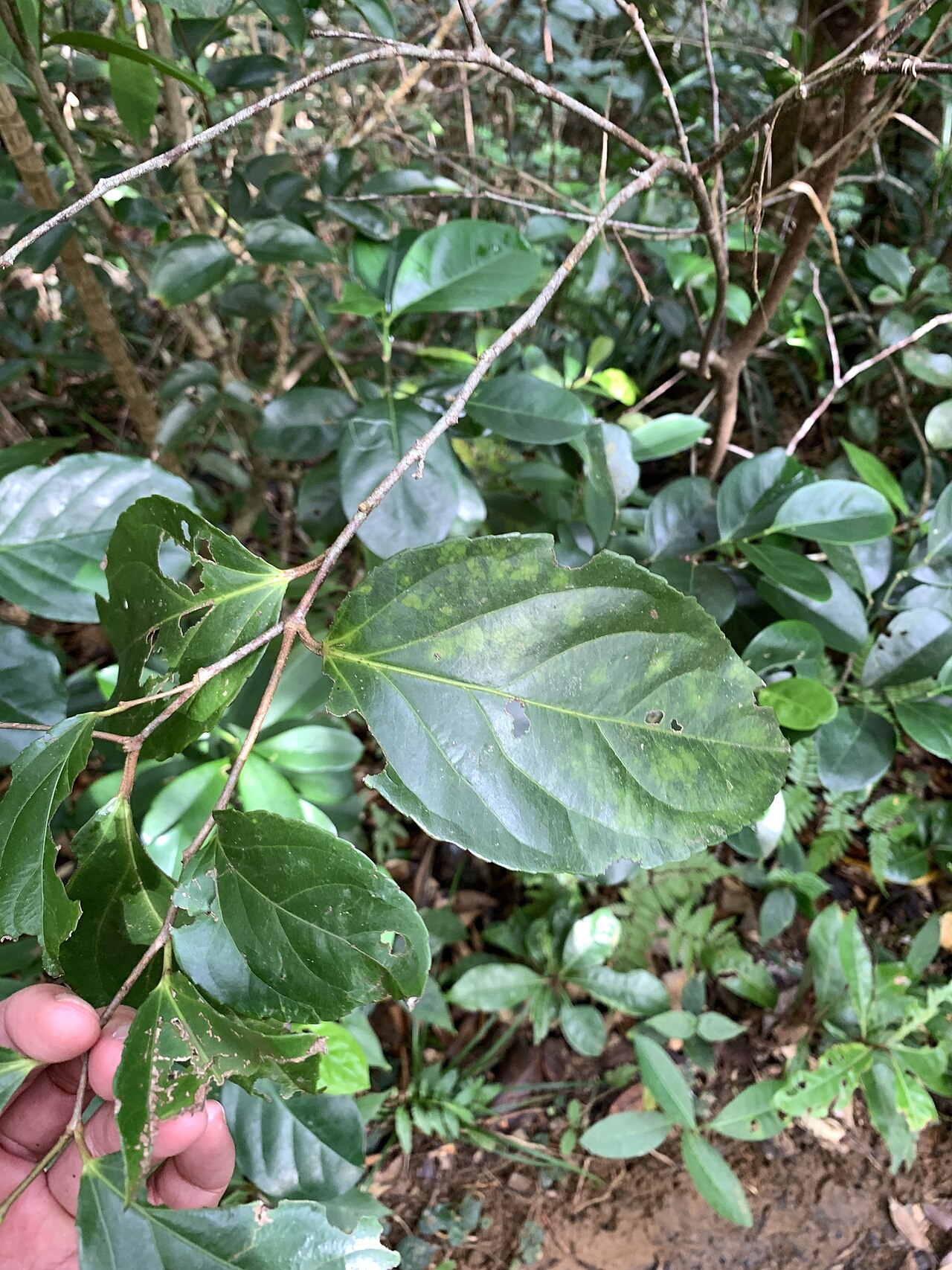 Rukam: Flacourtia rukam in Taiwan
