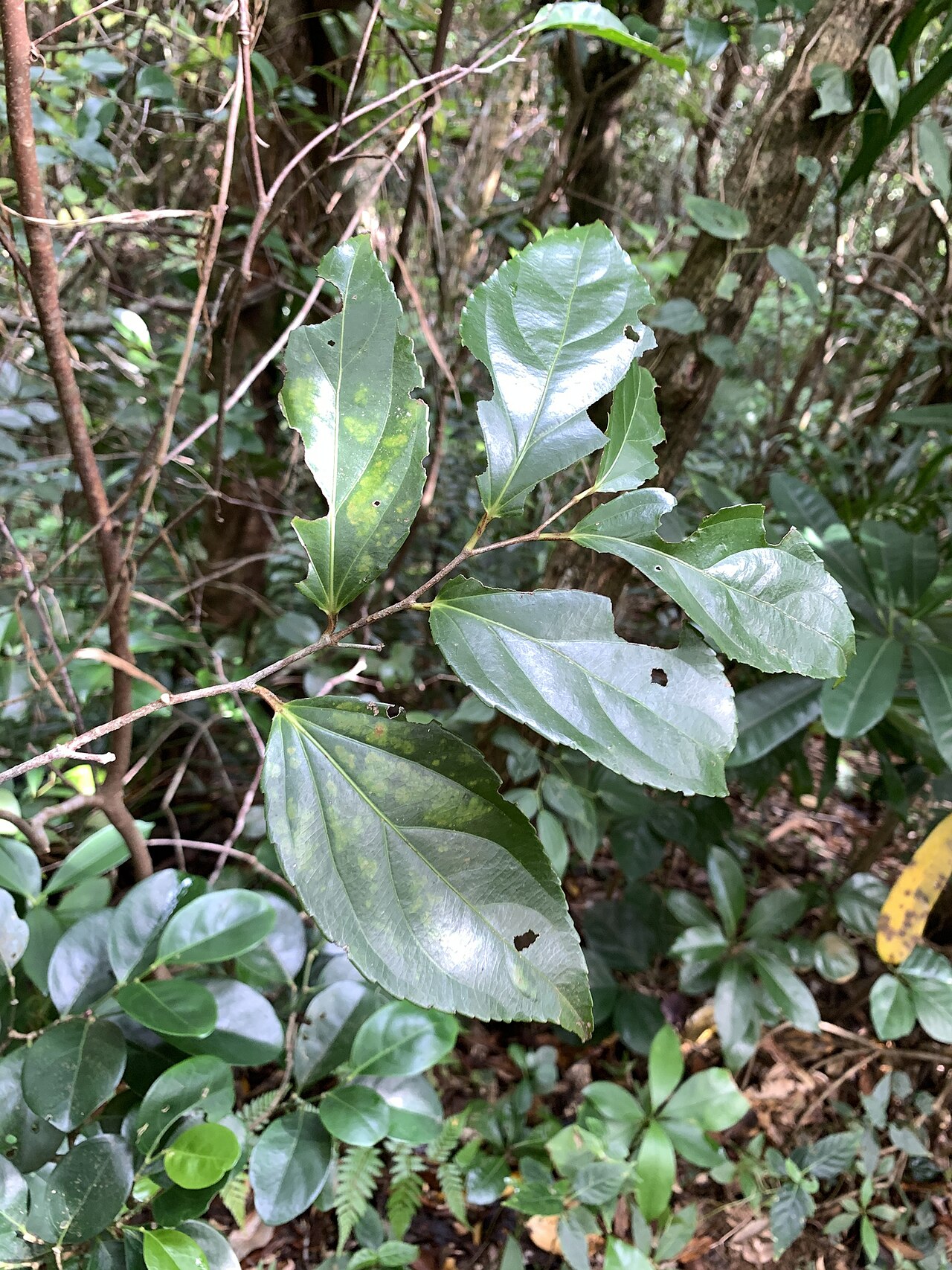 Rukam: Flacourtia rukam in Taiwan