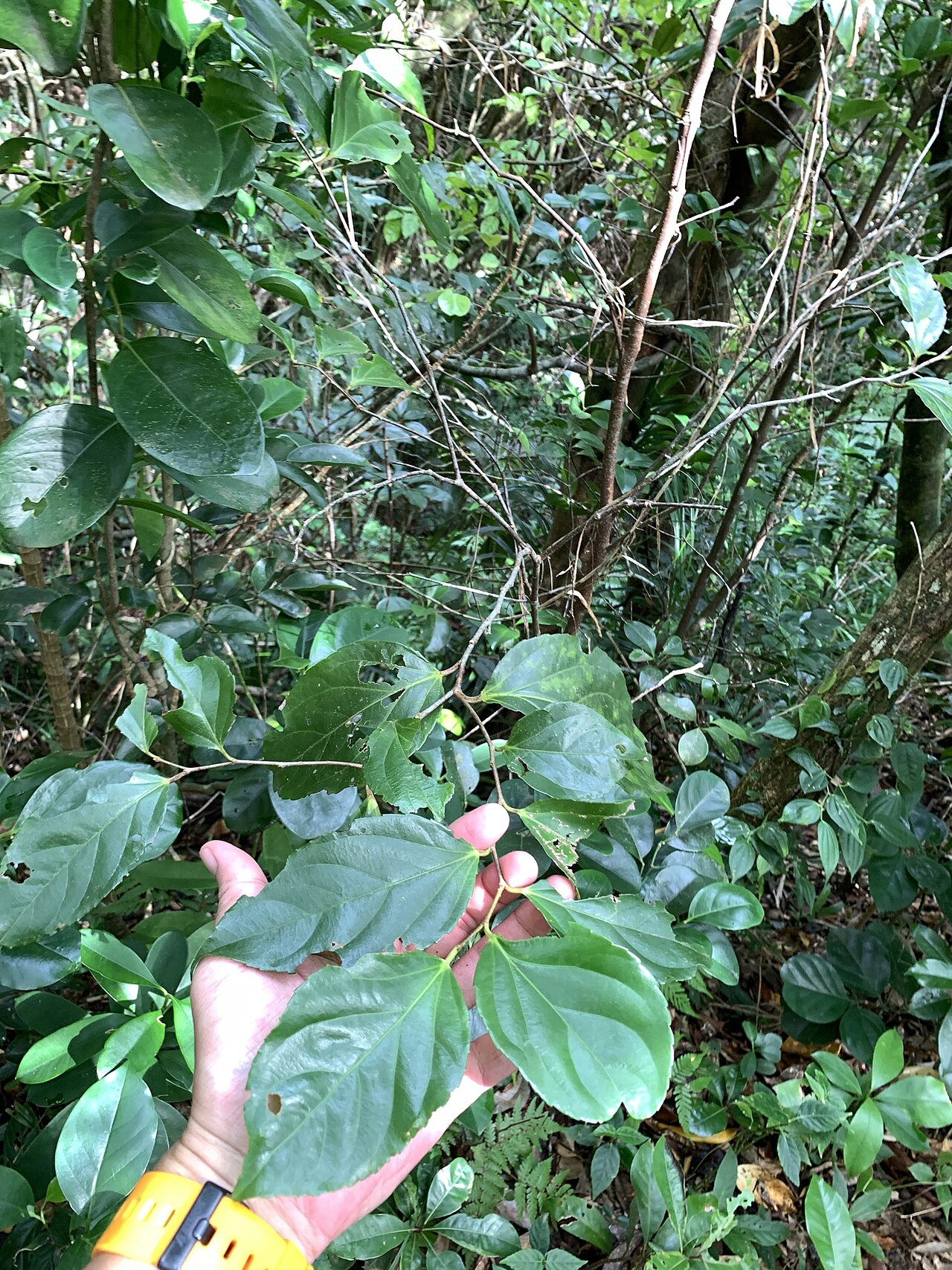 Rukam: Flacourtia rukam in Taiwan