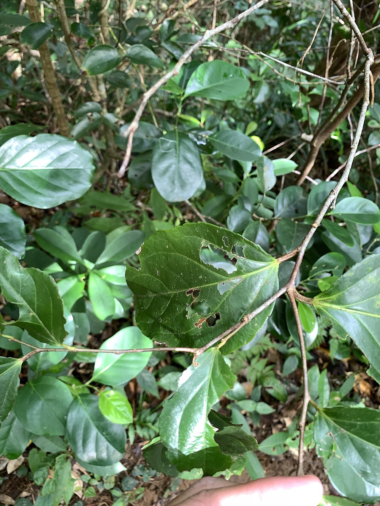 Rukam: Flacourtia rukam in Taiwan