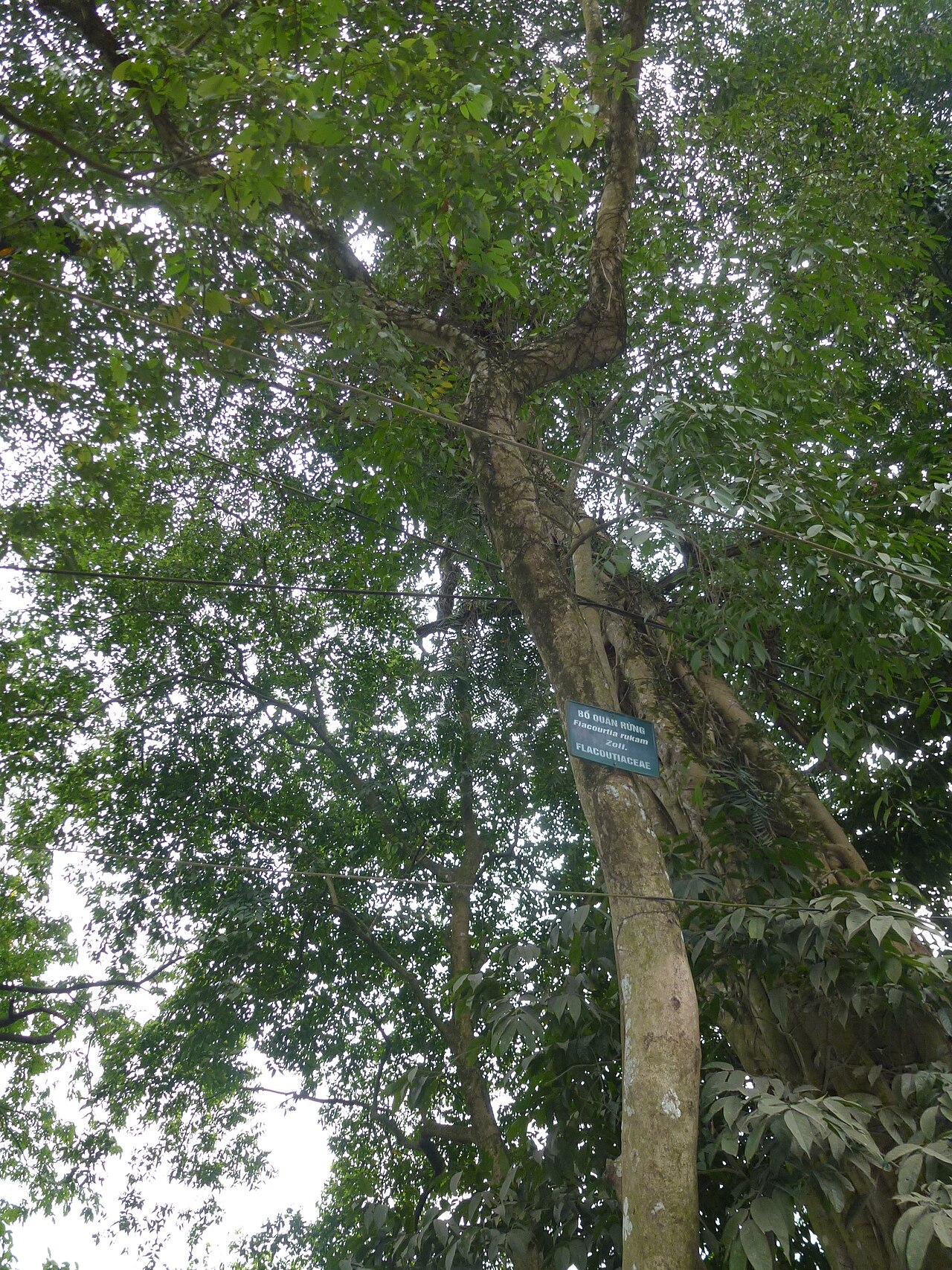 Rukam: Flacourtia rukam at Hùng Temple , Vietnam