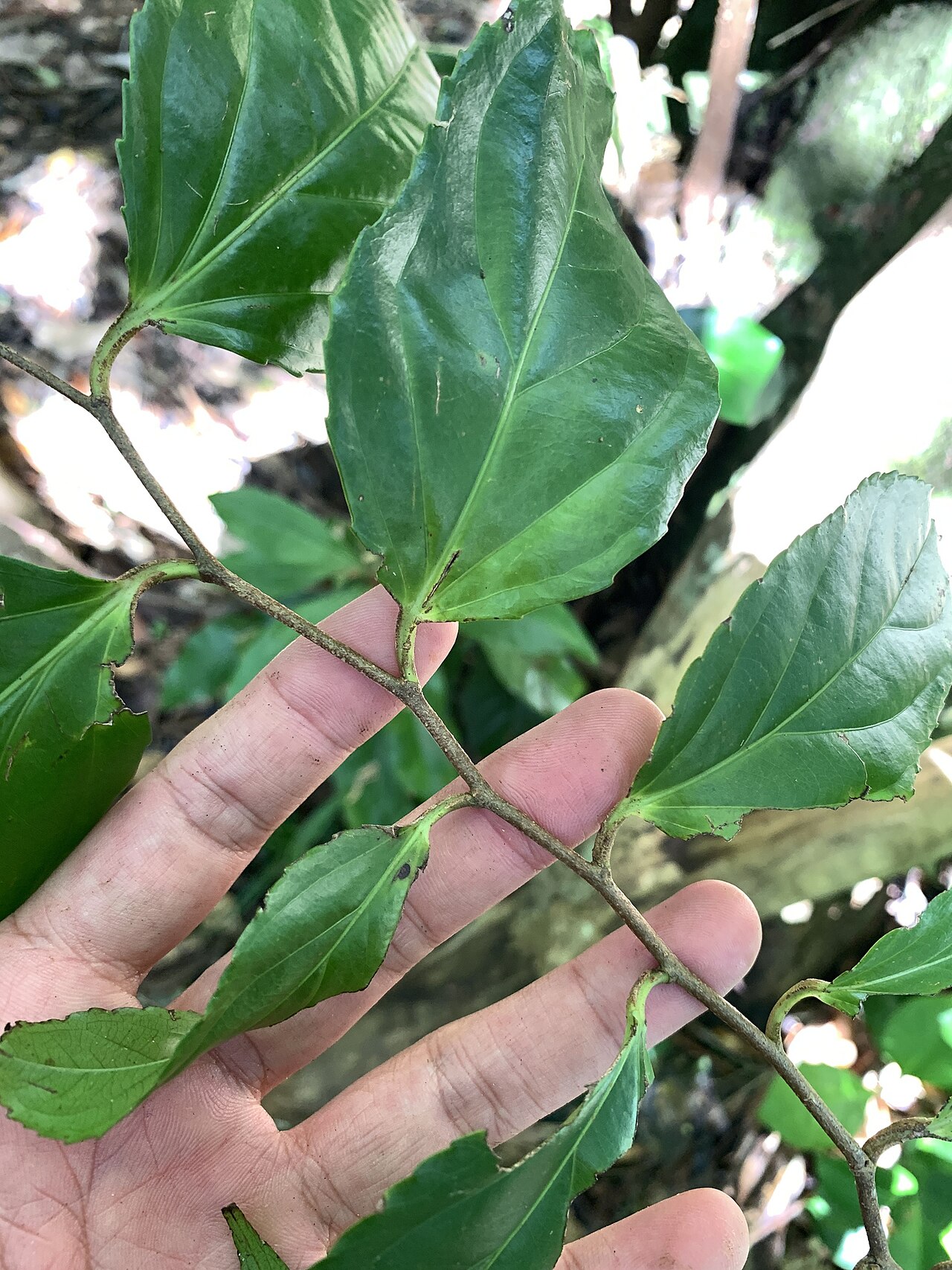 Rukam: Flacourtia rukam in Taiwan