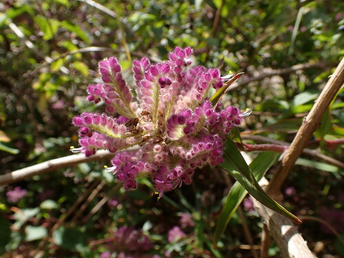 Floscopa glomerata (Floscopa glomerata)