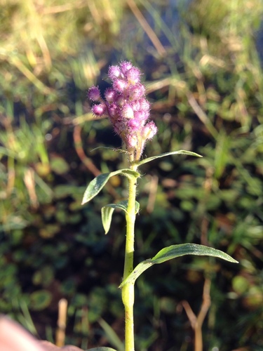 Floscopa glomerata (Floscopa glomerata)
