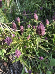 Floscopa glomerata (Floscopa glomerata)