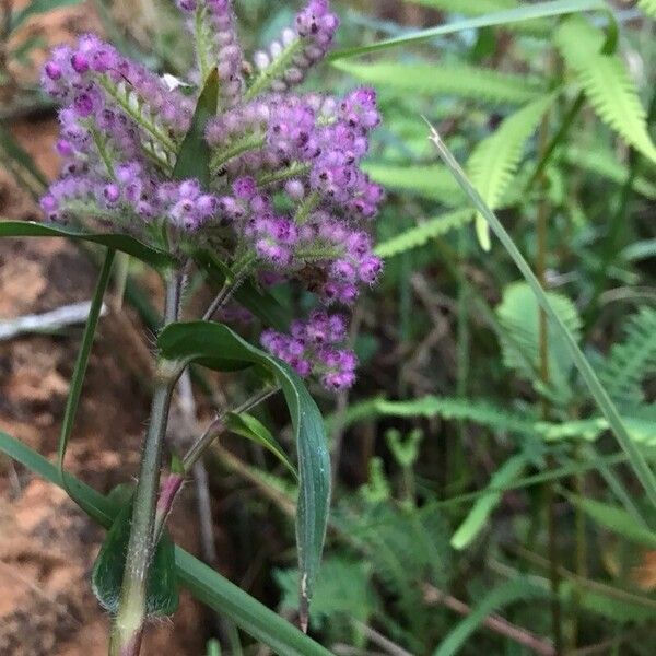 Floscopa glomerata (Floscopa glomerata)