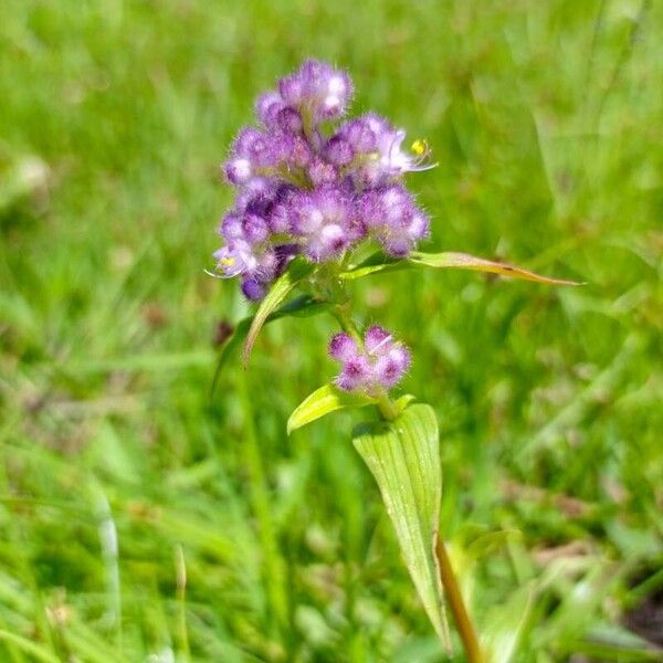 Floscopa glomerata (Floscopa glomerata)