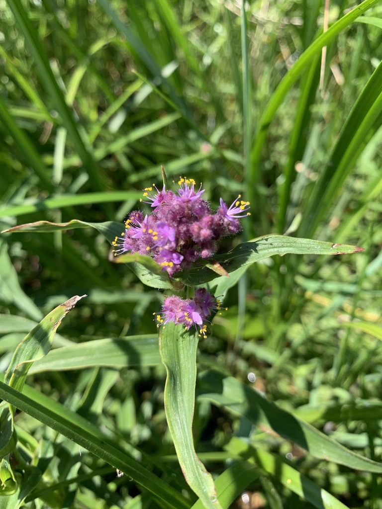 Floscopa glomerata (Floscopa glomerata)