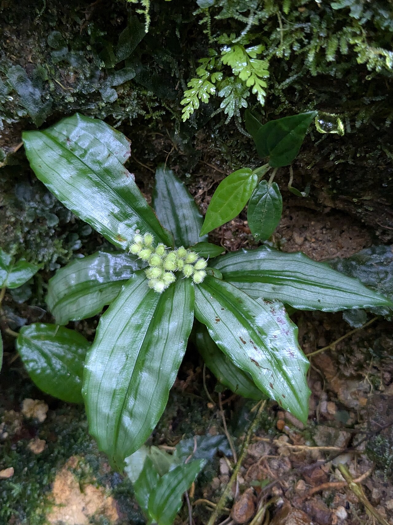 Floscopa peruviana: Floscopa peruviana in Colombia