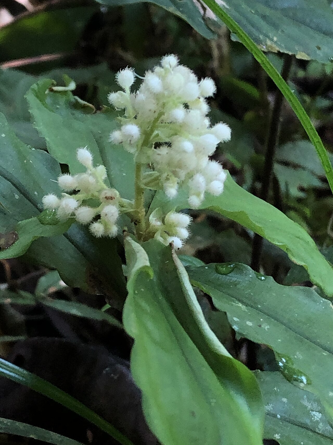 Floscopa peruviana: Floscopa peruviana in Peru