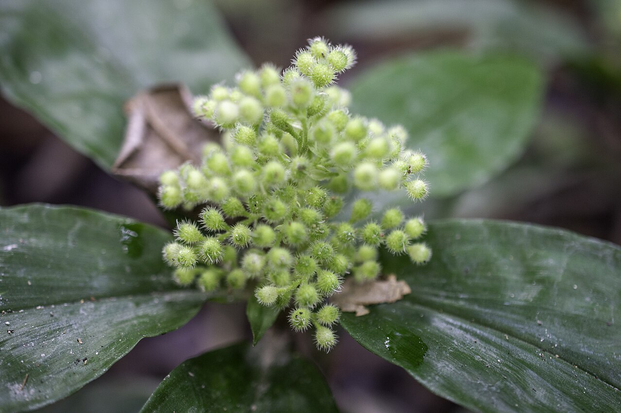 Floscopa peruviana: Floscopa peruviana in Brazil