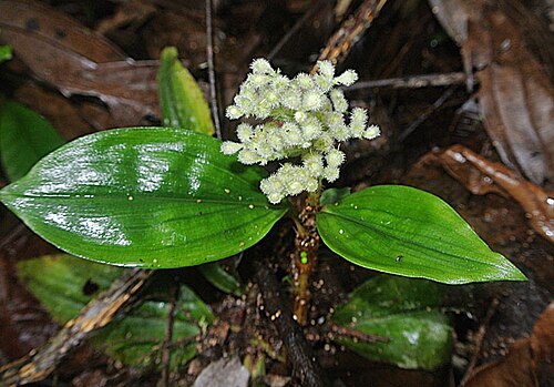 Floscopa peruviana: Floscopa peruviana, Jatun Sacha Reserve, Ecuador